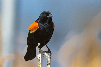 Animals, Bird, Color, Red Winged Thrush HD wallpaper