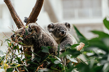 Animals, Wood, Tree, Animal, Nice, Sweetheart, Koala HD wallpaper
