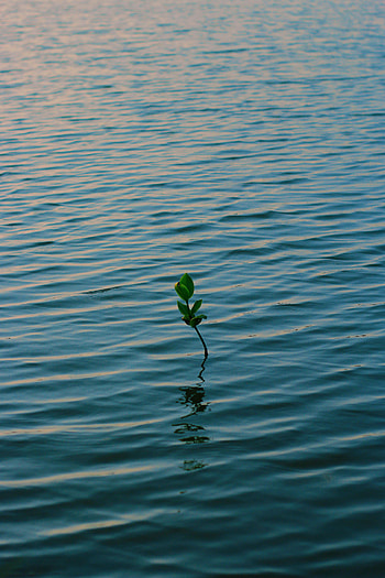 Nature, Water, Waves, Plant, Branch HD phone wallpaper