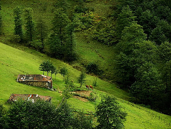 forest and mountain, nature HD wallpaper