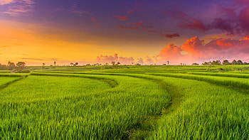 Countryside Paddy Fields HD wallpaper