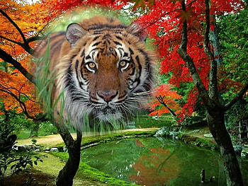 Tiger on landscape, tiger, autumn, nature, forest, tree HD wallpaper