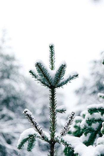 Winter, Nature, Pine, Snow, Wood, Tree, Needles HD phone wallpaper