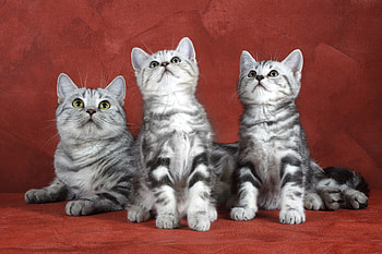 *** Kittens ***, animal, cats, animals, kittens HD wallpaper