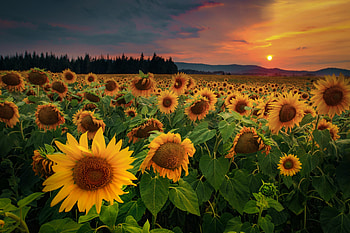 Flowers, Sunflowers, Forest, Field HD wallpaper