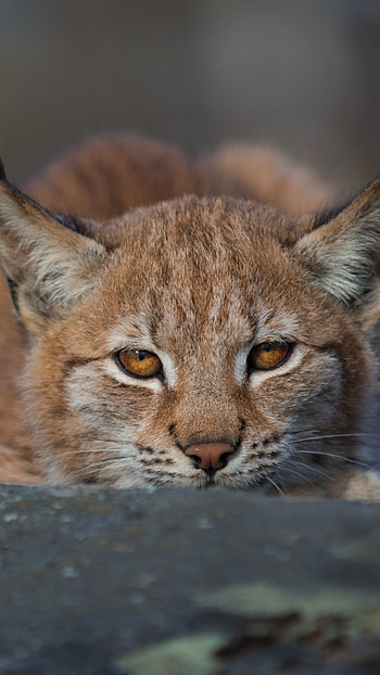 Bobcat, Red Lynx, Animals HD phone wallpaper