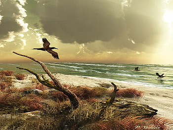 The black skimmer, oceans, birds, sun, dark sky, sunset, evening HD wallpaper