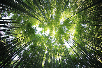 Bamboo in Ultra , High resolution , Detailed , Nature's art HD wallpaper