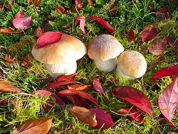 Nature, Grass, Autumn, Leaves, Mashrooms HD wallpaper