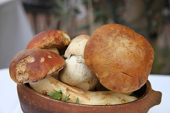 Useful advice, Italian traditions, Mushroom foraging, Culinary secrets HD wallpaper