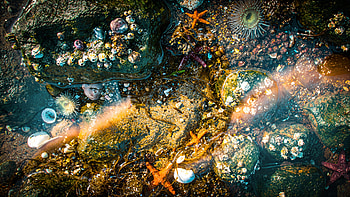Tide Pool Treasures —, Starfish HD wallpaper