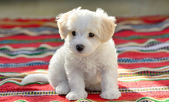 Bolognese Dog, Maltese HD wallpaper