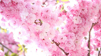 Spring, Flowers, Plant, Bloom, Flowering HD wallpaper