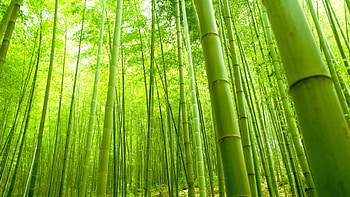 Bamboo forest, Nature green fresh, Nature and landscape, Better HD wallpaper