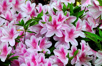 Flowers, Bright, Close-Up, Bloom, Flowering, Bicolor, Azalea, Two-Color HD wallpaper