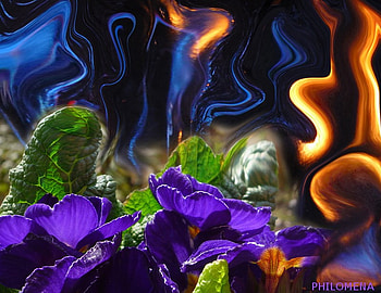 PURPLE HAZE, blue, purple, flames, flowers, nice HD wallpaper