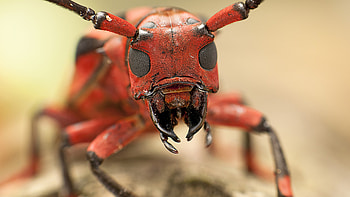 Macro ant , Intricate details, Close-up beauty, Awesome animal graphy HD wallpaper