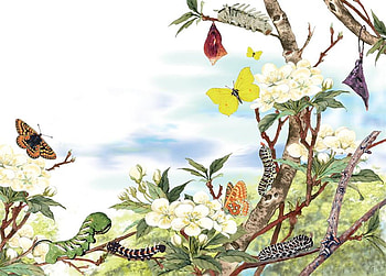 Ugly to Beautiful, chrysalis, butterflies, art, caterpillars, sky, colours, tree HD wallpaper