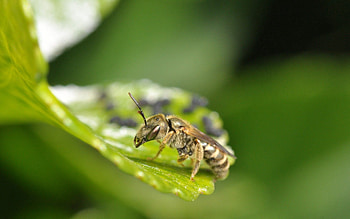 Grass, Macro, Sit, Surface, Insect HD wallpaper