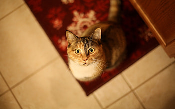 Animals, View From Above, Cat, Muzzle, Waiting, Expectation HD wallpaper
