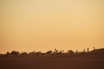 Nature, Sand, Palms, Desert, Oasis HD wallpaper