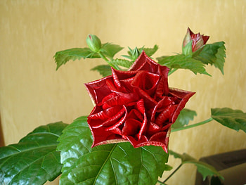 Plants, Flowers HD wallpaper