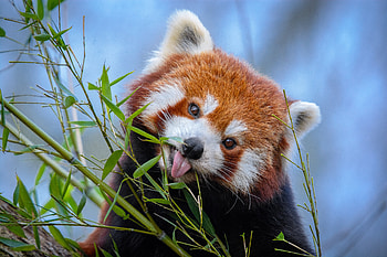 Funny, Animals, Animal, Nice, Sweetheart, Protruding Tongue, Tongue Stuck Out, Bamboo, Little Panda, Small Panda HD wallpaper