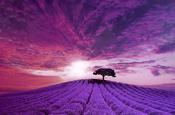 LAVENDER FIELD, SKY, LAVENDER, FIELD, CLOUDS, TREE, PURPLE, PINK HD wallpaper