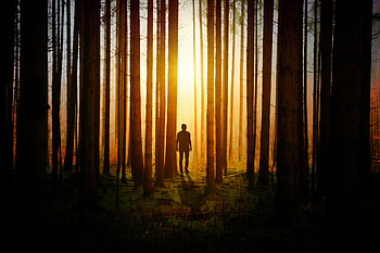 Nature, Trees, Silhouette, Forest, Human, Person HD wallpaper