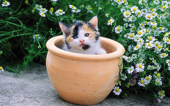 PRETTY KITTY IN POT, cute, adorable, kitties, multicolor HD wallpaper