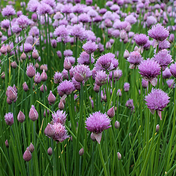 Outsidepride chives seed, Flowering plants, Patio, Lawn HD phone wallpaper