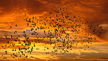 Birds at Sunset, animal, fly, birds, sunset HD wallpaper
