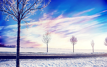 Snow Winter Trees, snow, winter, trees, nature HD wallpaper