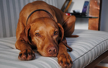 Animals, Dog, Redhead, Waiting, Melancholy, Yearning, Devotion, Is Waiting HD wallpaper