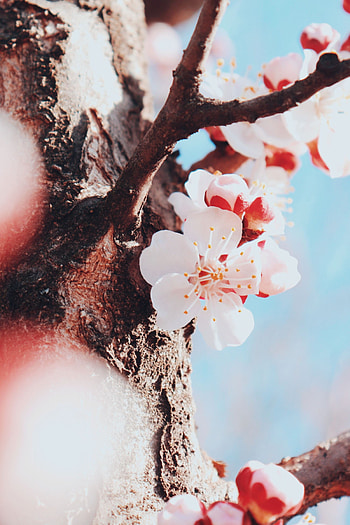 Flowers, Cherry, Macro, Wood, Tree, Bloom, Flowering, Spring HD phone wallpaper