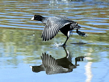 Coot in Water, cool, in water, , coot HD wallpaper