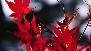 Plants, Leaves HD wallpaper