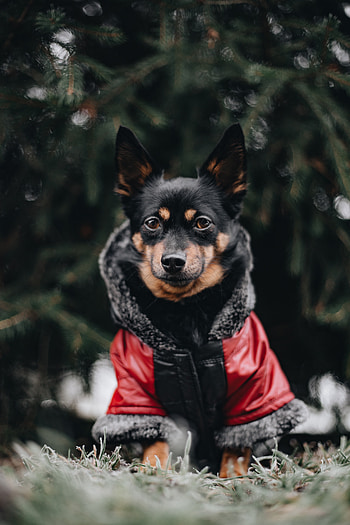 Animals, Dog, Muzzle, Blur, Smooth, Jacket HD phone wallpaper