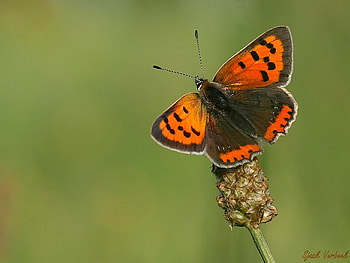 Beautiful Butterfly, cool, beautiful, butterfly HD wallpaper