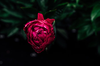 Flowers, Pink, Drops, Bud, Wet, Dew, Pion, Peony HD wallpaper