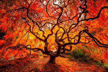 Tree, plants, moss, leaf, nature, grass, forest HD wallpaper