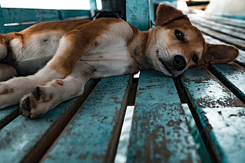 Animals, Lies, Dog, Puppy, Shiba Inu, Siba Inu HD wallpaper