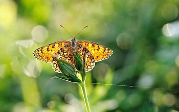 Macro, Glare, Blur, Smooth, Greens, Butterfly, Wings HD wallpaper