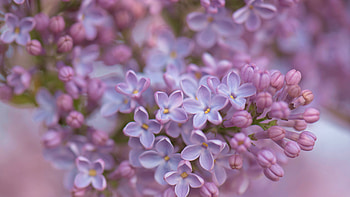 Light Purple Pink Lilac Flowers Blur Background Flowers HD wallpaper