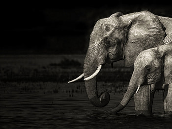 Elephant family, animal, family, elephant, mother, wild HD wallpaper