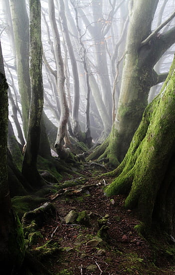 Explore a foggy forest path surrounded by tall, moss-covered trees. HD phone wallpaper
