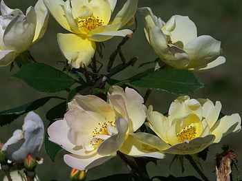 Yellow Flowers, flowers, yellow HD wallpaper