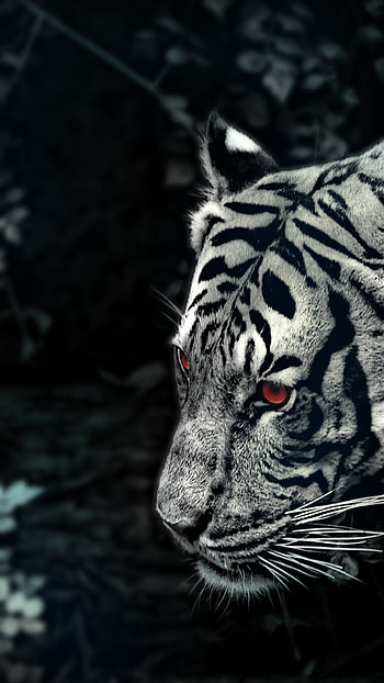 Tigers, best of the year, Amoled, ok, wildlife HD phone wallpaper