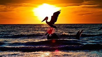 wonderful pelican sunset, sea, waves, pelicans, sunset HD wallpaper
