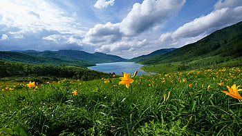 spring river, river, sky, flowers, asia HD wallpaper